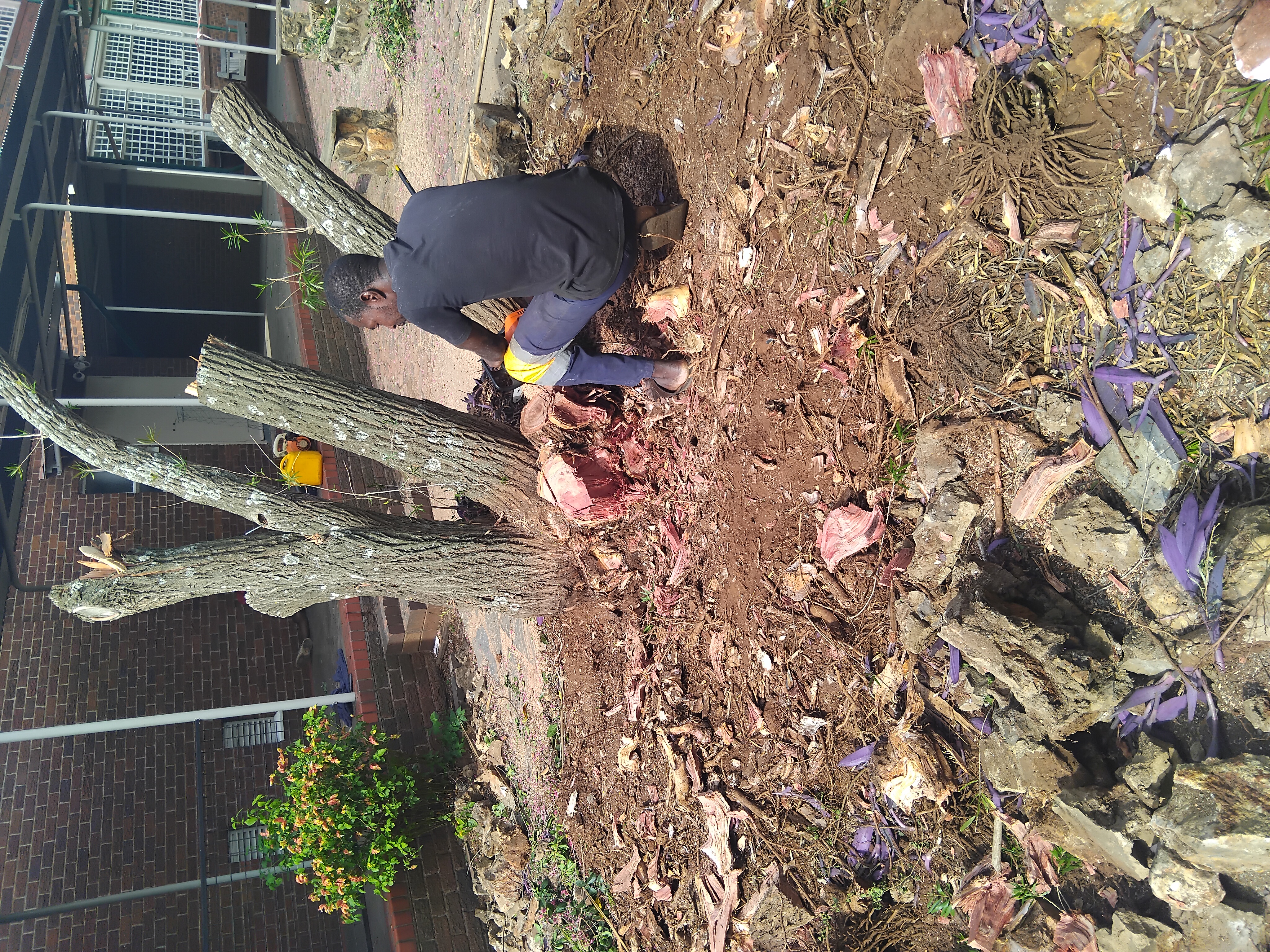 Stump grinding