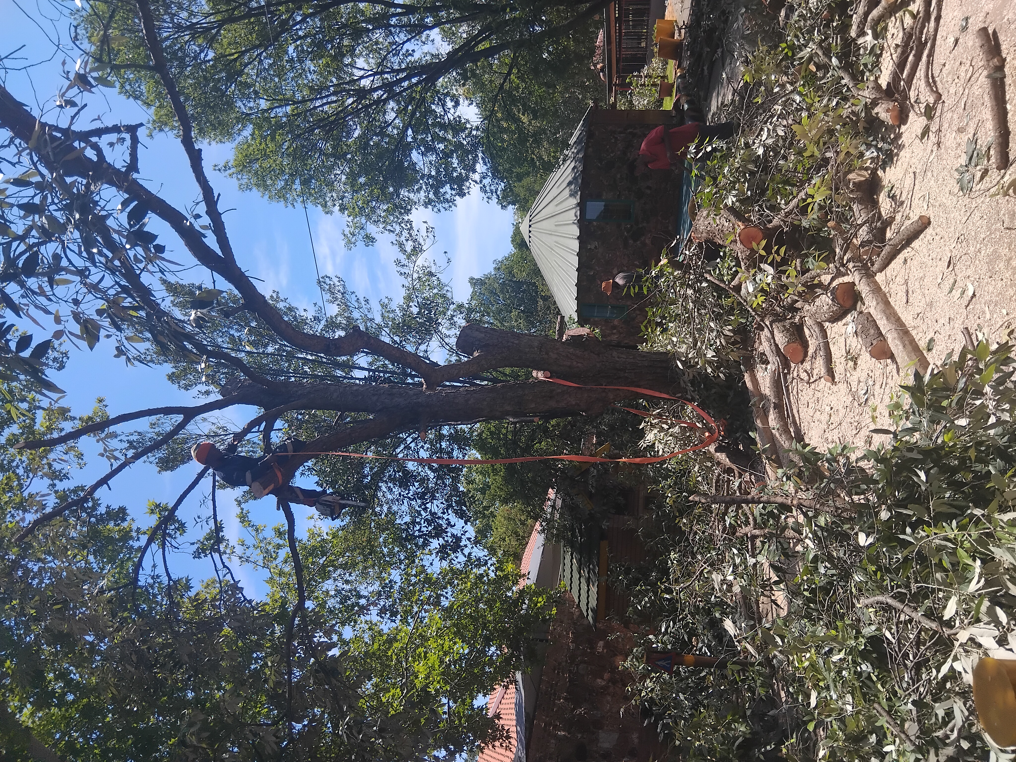 Large tree felling